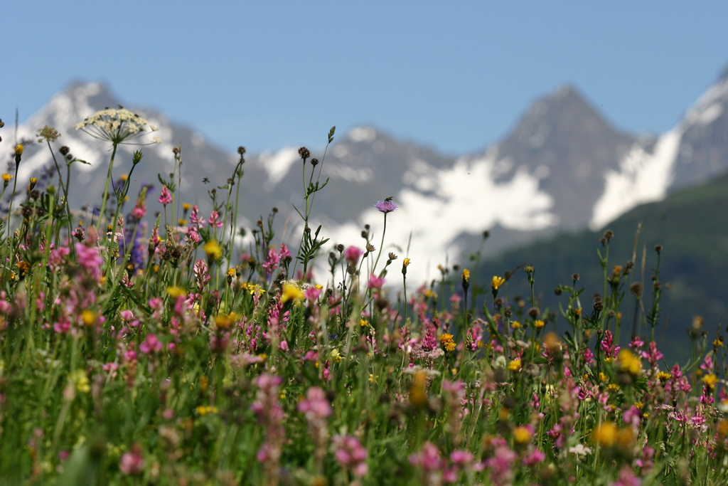 Blumensteig 1 Blumensteig 1